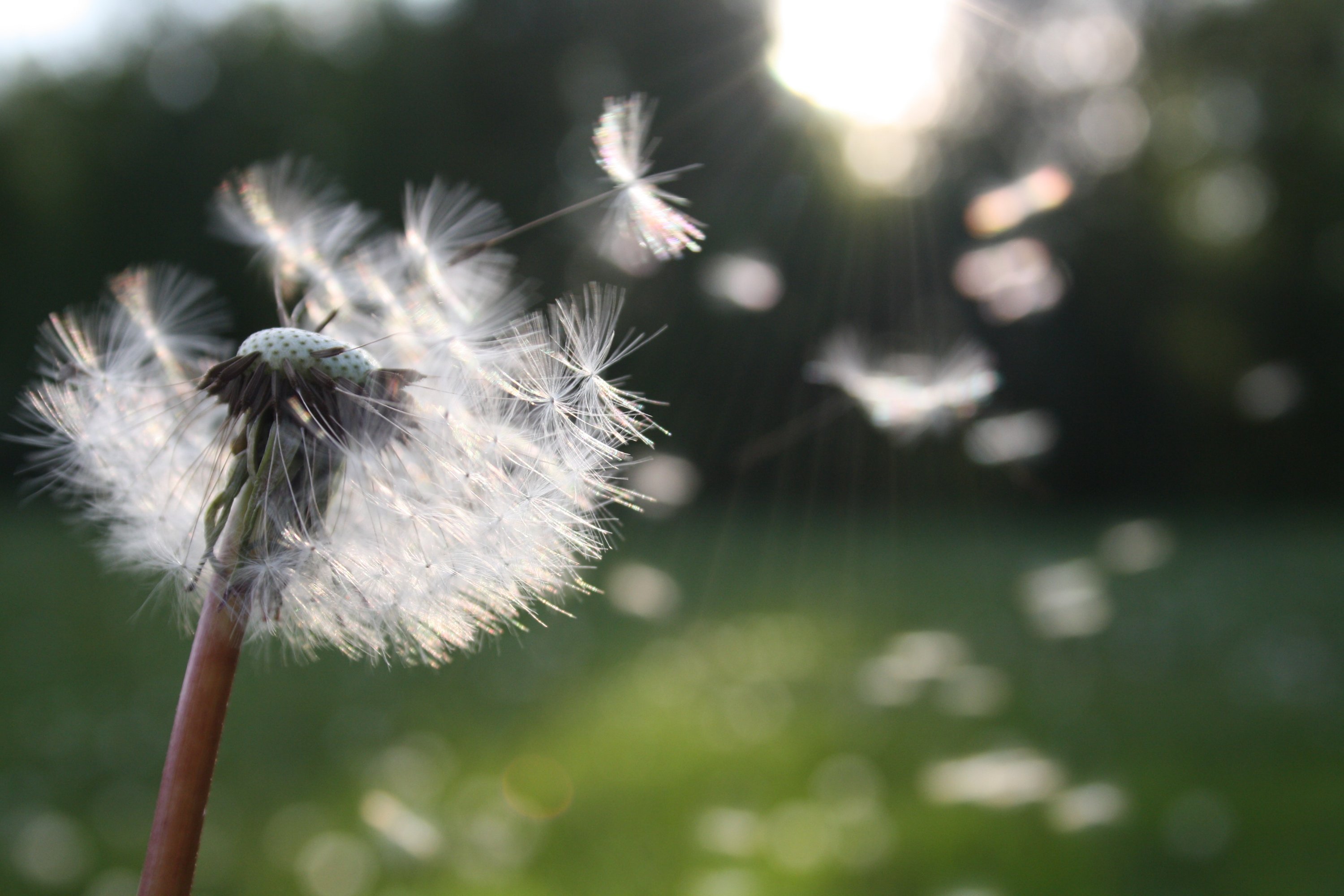 Wish