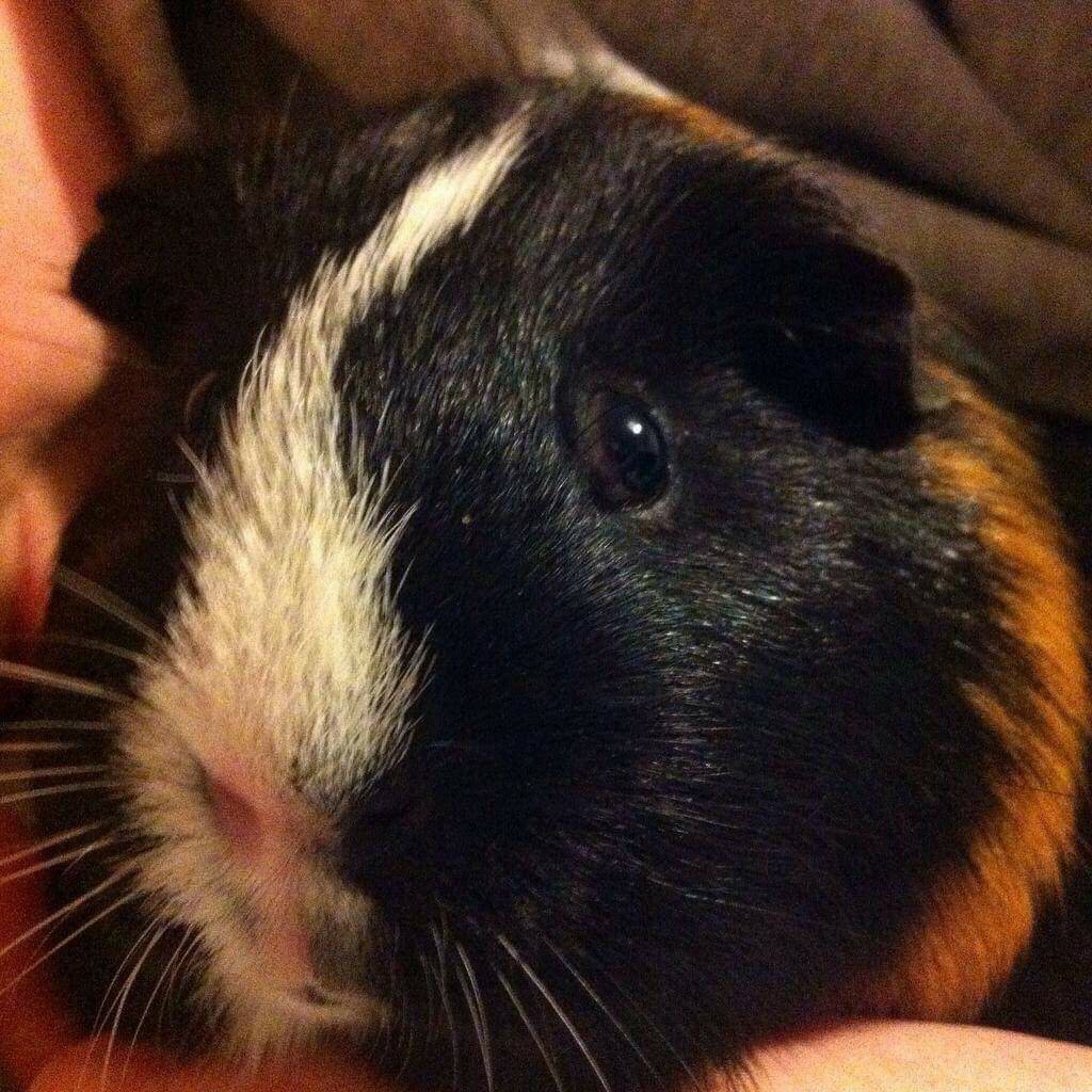 Photo of Loki. Loki has silly black and ginger fur, with a white strip from his nose to his head