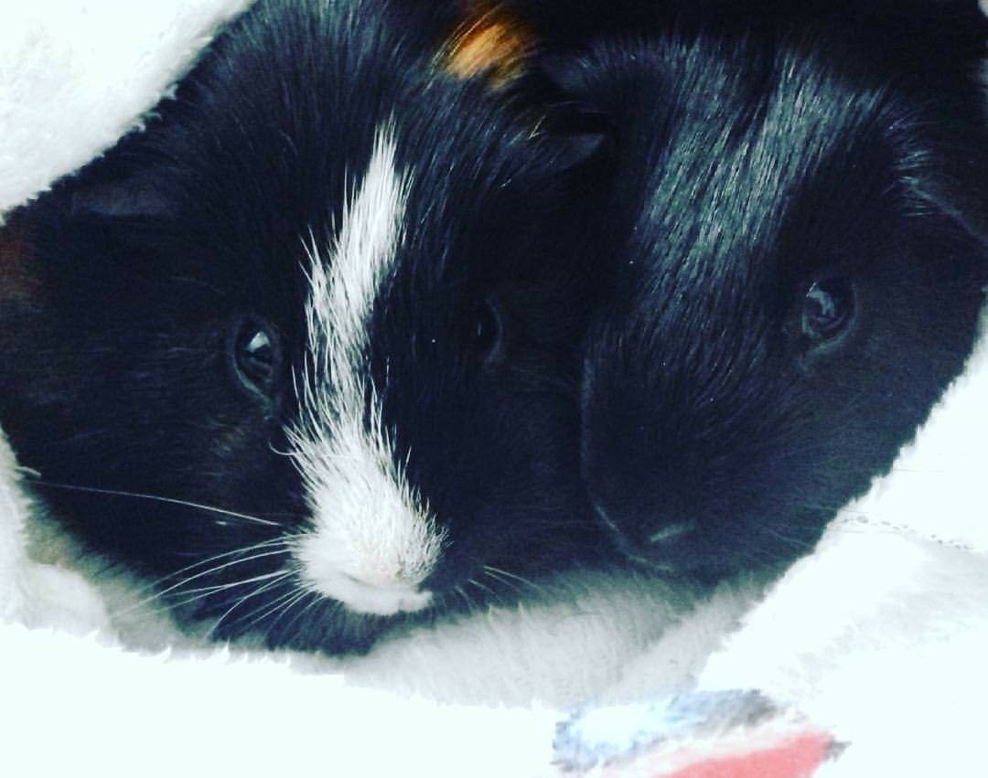 Loki and Thor snuggled together, after having a bath