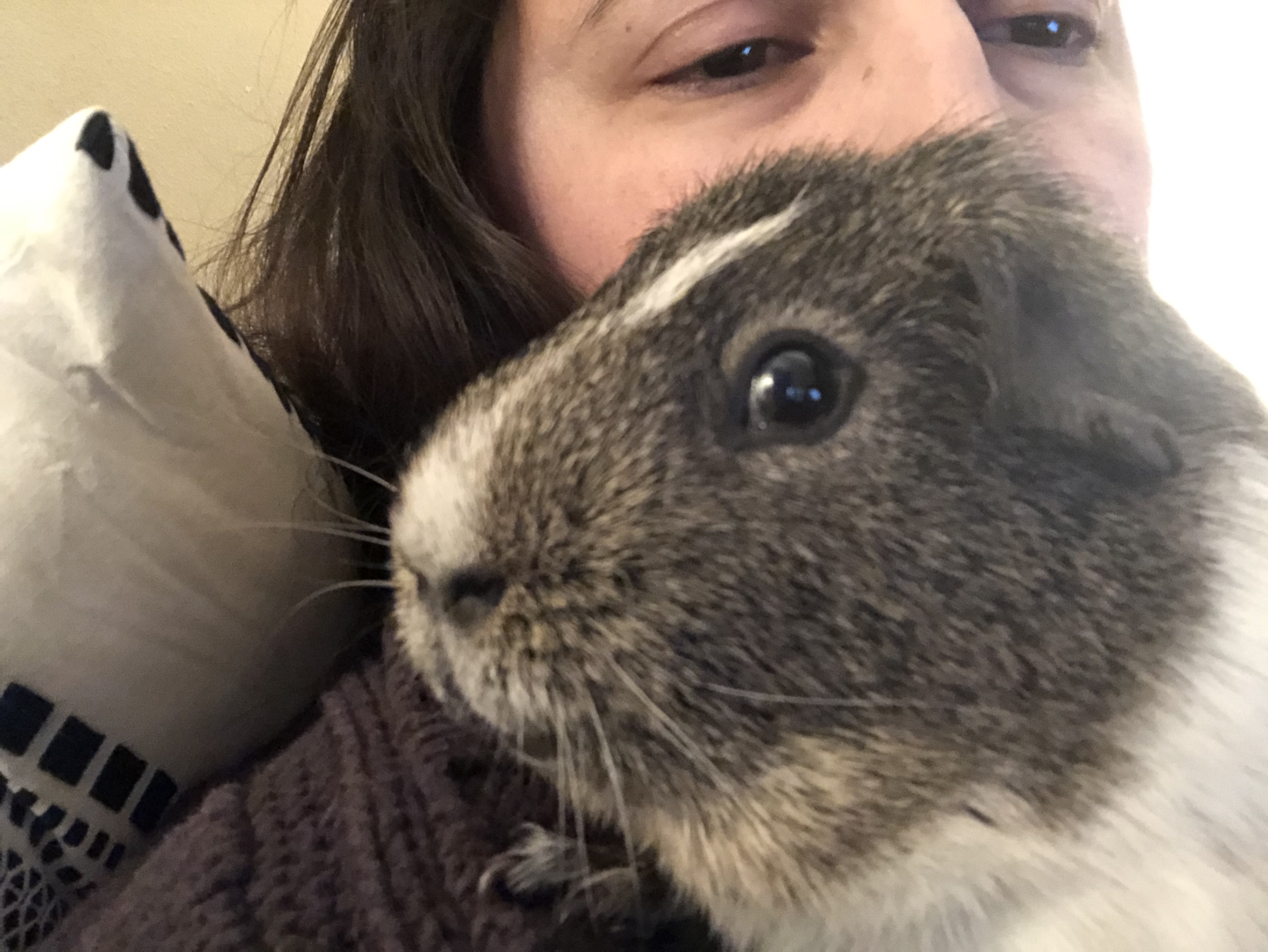 A photo of Ashley cuddling one of her guinea pigs. The guinea pigs fur is grey and white, with a white streak from its head to its nose.