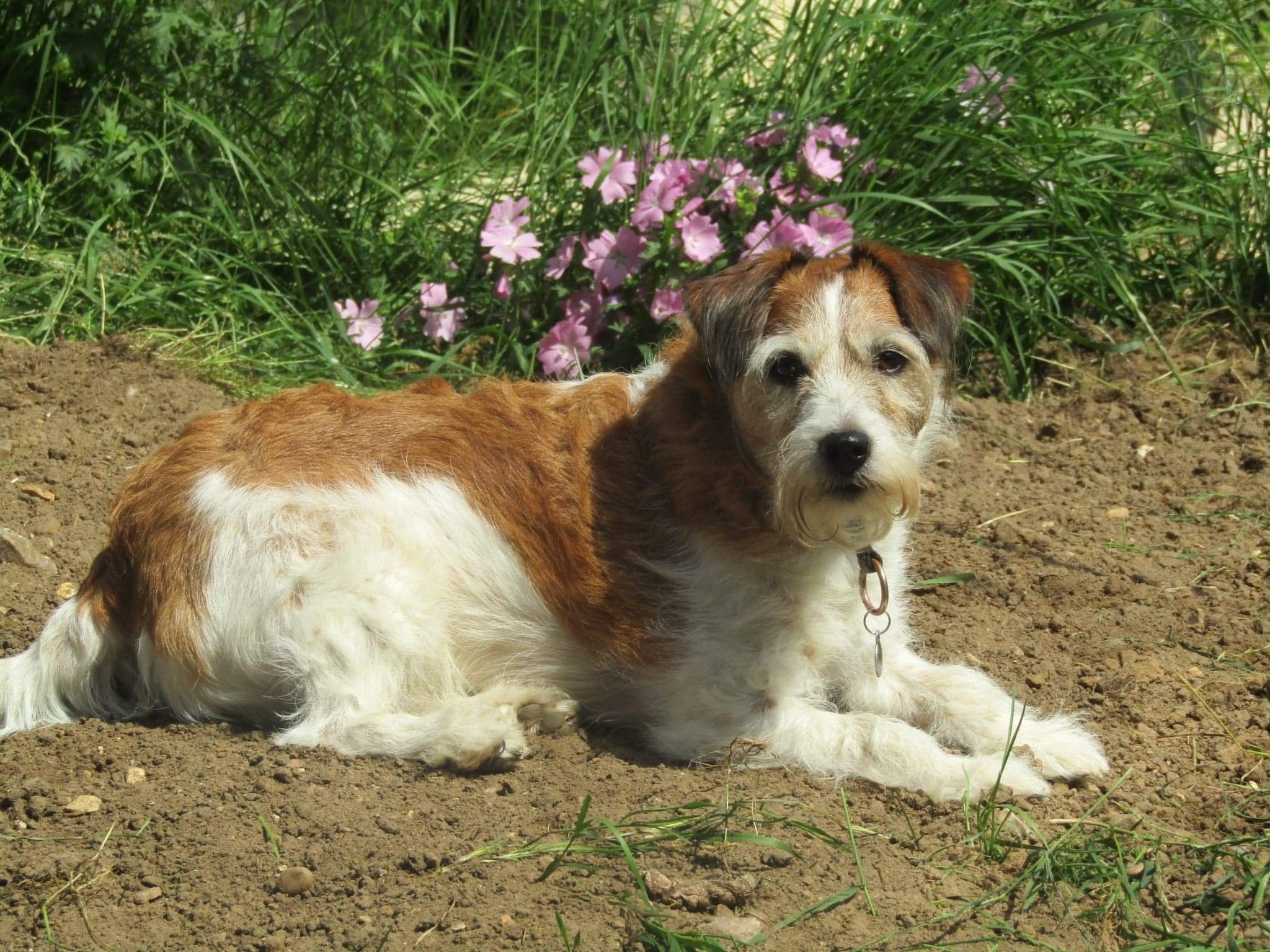 Max is looking at the camera, he is laying on some soil. There are light pink flowers and greenery behind him.
