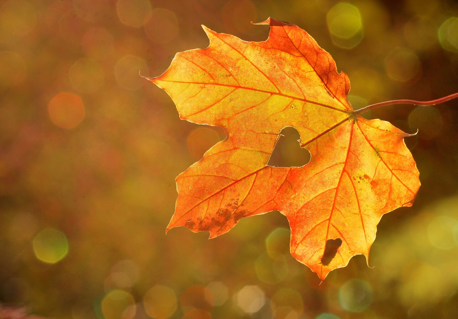 Autumn leaf with a heart-shaped cutout in the middle