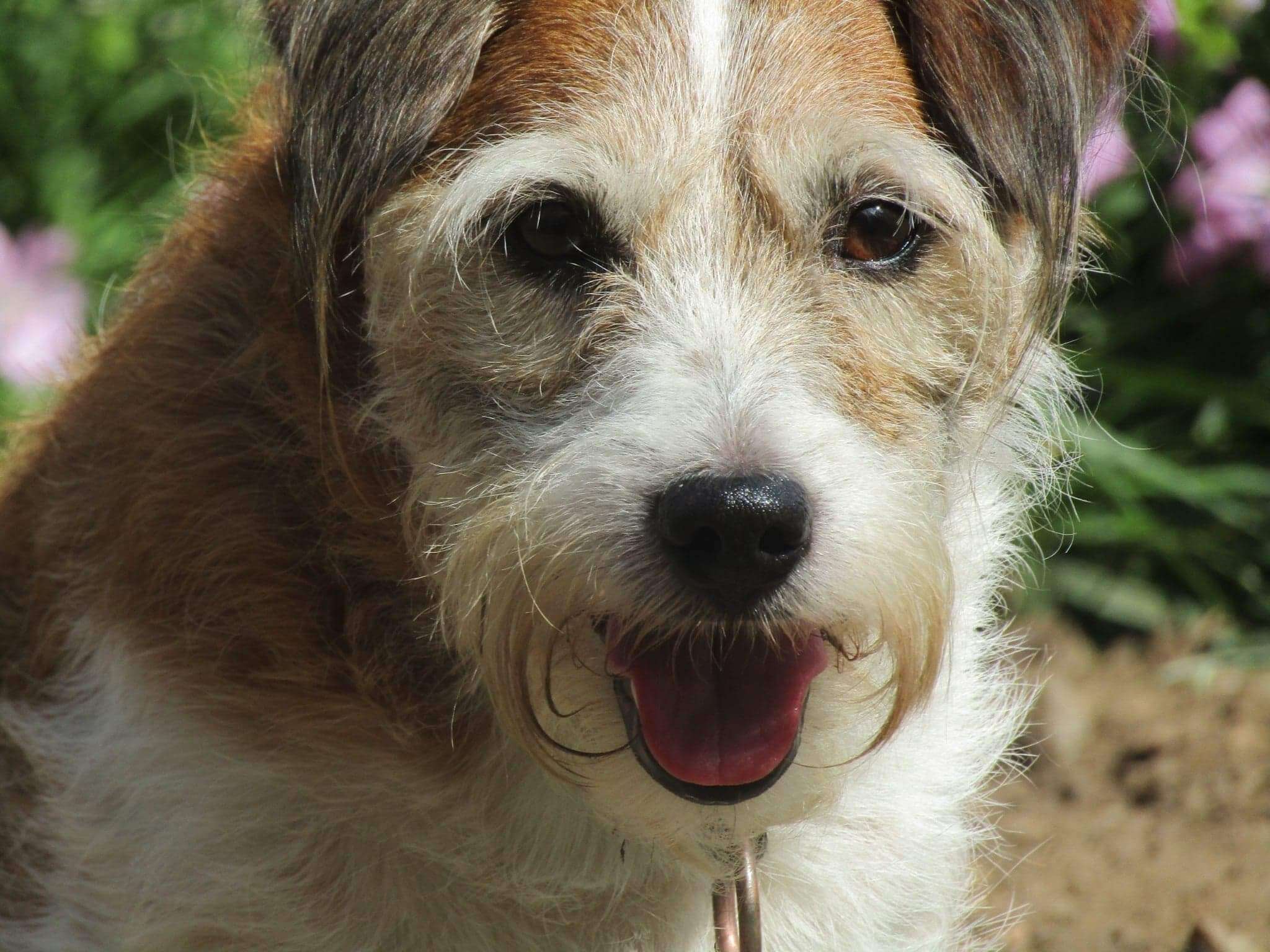 Close-up of Max, a Border Terrier mixed Jack Russell, with patchy brown and white fur. His tongue is sticking out as it was a hot day.
